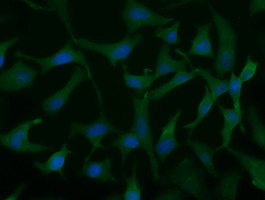 UCK1 Antibody - Immunofluorescent staining of HeLa cells using anti-UCK1 mouse monoclonal antibody.