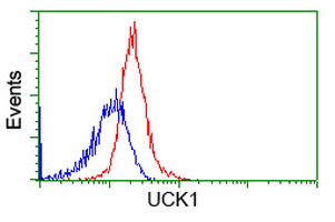 UCK1 Antibody - Flow cytometric Analysis of Hela cells, using anti-UCK1 antibody, (Red), compared to a nonspecific negative control antibody, (Blue).