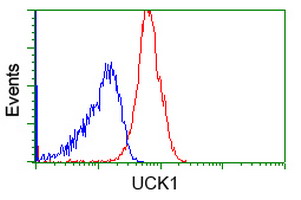 UCK1 Antibody - Flow cytometric Analysis of Jurkat cells, using anti-UCK1 antibody, (Red), compared to a nonspecific negative control antibody, (Blue).