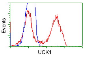 UCK1 Antibody - HEK293T cells transfected with either overexpress plasmid (Red) or empty vector control plasmid (Blue) were immunostained by anti-UCK1 antibody, and then analyzed by flow cytometry.