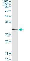 UCK2 Antibody - Immunoprecipitation of UCK2 transfected lysate using anti-UCK2 monoclonal antibody and Protein A Magnetic Bead, and immunoblotted with UCK2 rabbit polyclonal antibody.