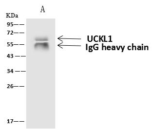 UCKL1 Antibody - UCKL1 was immunoprecipitated using: Lane A: 0.5 mg HeLa Whole Cell Lysate. 4 uL anti-UCKL1 rabbit polyclonal antibody and 60 ug of Immunomagnetic beads Protein A/G. Primary antibody: Anti-UCKL1 rabbit polyclonal antibody, at 1:100 dilution. Secondary antibody: Goat Anti-Rabbit IgG (H+L)/HRP at 1/10000 dilution. Developed using the ECL technique. Performed under reducing conditions. Predicted band size: 61 kDa. Observed band size: 61 kDa.