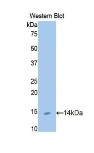 UCN / Urocortin Antibody - Western blot of recombinant UCN / Urocortin.  This image was taken for the unconjugated form of this product. Other forms have not been tested.