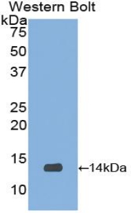UCN2 / SRP Antibody - Western blot of recombinant UCN2 / SRP.  This image was taken for the unconjugated form of this product. Other forms have not been tested.