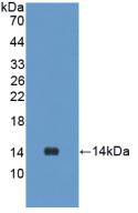 UCN2 / SRP Antibody - Western Blot; Sample: Recombinant UCN2, Rat.