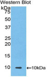 UCN2 / SRP Antibody - Western blot of recombinant UCN2 / SRP.  This image was taken for the unconjugated form of this product. Other forms have not been tested.