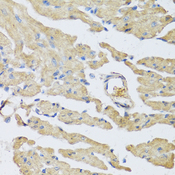 UCN2 / SRP Antibody - Immunohistochemistry of paraffin-embedded mouse heart.