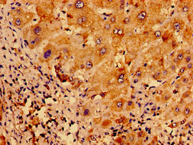 UCN2 / SRP Antibody - Immunohistochemistry of paraffin-embedded human liver tissue using UCN2 Antibody at dilution of 1:100