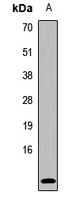 UCN2 / SRP Antibody