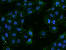 UCN2 / SRP Antibody - Immunofluorescence staining of UCN2 in U2OS cells. Cells were fixed with 4% PFA, permeabilzed with 0.3% Triton X-100 in PBS, blocked with 10% serum, and incubated with rabbit anti-Human UCN2 polyclonal antibody (dilution ratio 1:200) at 4°C overnight. Then cells were stained with the Alexa Fluor 488-conjugated Goat Anti-rabbit IgG secondary antibody (green) and counterstained with DAPI (blue). Positive staining was localized to Cytoplasm.