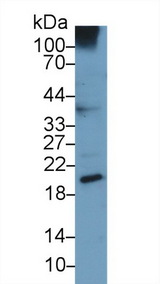 UCN3 / SPC Antibody - Western Blot; Sample: Human A549 cell lysate; Primary Ab: 3µg/ml Mouse Anti-Human UCN3 Antibody Second Ab: 0.2µg/mL HRP-Linked Caprine Anti-Mouse IgG Polyclonal Antibody