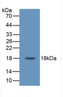 UCN3 / SPC Antibody - Western Blot; Sample: Recombinant UCN3, Human.