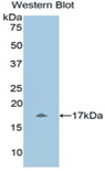 UCN3 / SPC Antibody - Western blot of recombinant UCN3 / SPC.  This image was taken for the unconjugated form of this product. Other forms have not been tested.