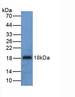 UCN3 / SPC Antibody - Western Blot; Sample: Mouse Liver Tissue.