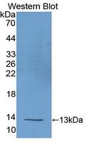 UCP1 / UCP-1 Antibody