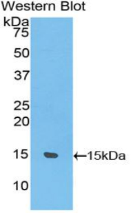 UCP1 / UCP-1 Antibody - Western blot of recombinant UCP1 / UCP-1.  This image was taken for the unconjugated form of this product. Other forms have not been tested.