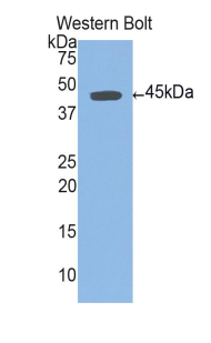 UCP1 / UCP-1 Antibody - Western blot of UCP1 / UCP-1 antibody.