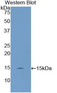 UCP2 Antibody - Western blot of recombinant UCP2.  This image was taken for the unconjugated form of this product. Other forms have not been tested.
