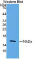 UCP2 Antibody - Western Blot; Sample: Recombinant UCP2, Human.