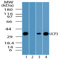 UCP3 Antibody - Western blot of UCP3 in human heart lysate in the 1) absence and 2) presence of immunizing peptide, 3) mouse heart and 4) rat heart using Polyclonal Antibody to UCP3 at 1.0 ug/ml.