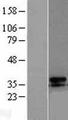 UCP3 Protein - Western validation with an anti-DDK antibody * L: Control HEK293 lysate R: Over-expression lysate
