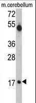UEV1 / UEV1A Antibody - Western blot of UBE2V1 Antibody in mouse cerebellum tissue lysates (35 ug/lane). UBE2V1 (arrow) was detected using the purified antibody.