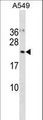 UFC1 Antibody - UFC1 Antibody western blot of A549 cell line lysates (35 ug/lane). The UFC1 antibody detected the UFC1 protein (arrow).