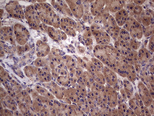 UFD1L Antibody - Immunohistochemical staining of paraffin-embedded Human pancreas tissue within the normal limits using anti-UFD1L mouse monoclonal antibody. (Heat-induced epitope retrieval by 1 mM EDTA in 10mM Tris, pH8.5, 120C for 3min,