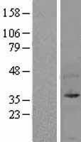 UFD1L Protein - Western validation with an anti-DDK antibody * L: Control HEK293 lysate R: Over-expression lysate