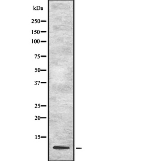 UFM1 Antibody - Western blot analysis UFM1 using HT29 whole cells lysates