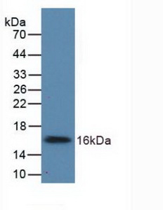 UGCG Antibody - Western Blot; Sample: Recombinant UGCG, Human.