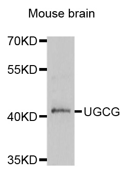 UGCG Antibody - Western blot analysis of extracts of Mouse brain cells.