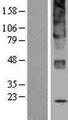 UGCG Protein - Western validation with an anti-DDK antibody * L: Control HEK293 lysate R: Over-expression lysate