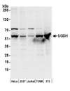 UGDH / UDPGDH Antibody - Detection of human and mouse UGDH by western blot. Samples: Whole cell lysate (50 µg) from HeLa, HEK293T, Jurkat, mouse TCMK-1, and mouse NIH 3T3 cells prepared using NETN lysis buffer. Antibodies: Affinity purified rabbit anti-UGDH antibody used for WB at 0.1 µg/ml. Detection: Chemiluminescence with an exposure time of 10 seconds.