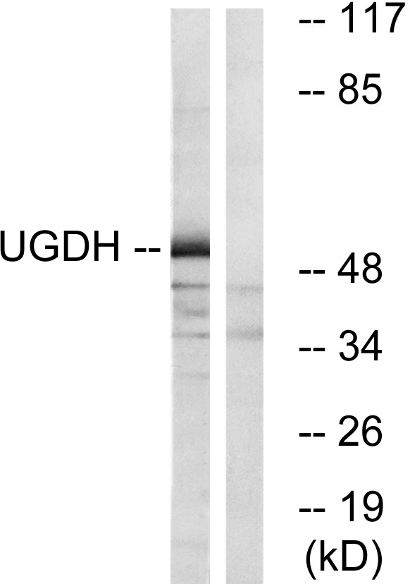 UGDH / UDPGDH Antibody - Western blot analysis of lysates from COLO cells, using UGDH Antibody. The lane on the right is blocked with the synthesized peptide.