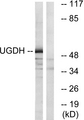 UGDH / UDPGDH Antibody - Western blot analysis of lysates from COLO cells, using UGDH Antibody. The lane on the right is blocked with the synthesized peptide.