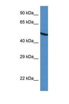 UGDH / UDPGDH Antibody - UGDH / GDH antibody Western blot of HepG2 Cell lysate. Antibody concentration 1 ug/ml.  This image was taken for the unconjugated form of this product. Other forms have not been tested.