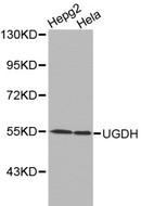 UGDH / UDPGDH Antibody - Western blot of UGDH pAb in extracts from HepG2 and Hela cells.