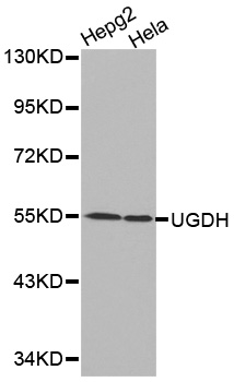 UGDH / UDPGDH Antibody - Western blot analysis of HepG2 cell and HeLa cell lysate.