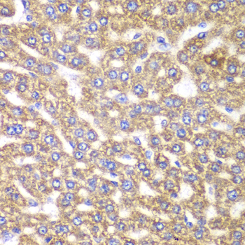 UGDH / UDPGDH Antibody - Immunohistochemistry of paraffin-embedded rat liver tissue.