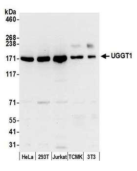 UGGT1 / UGGT Antibody - Detection of human and mouse UGGT1 by western blot. Samples: Whole cell lysate (15 µg) from HeLa, HEK293T, Jurkat, mouse TCMK-1, and mouse NIH 3T3 cells prepared using NETN lysis buffer. Antibody: Affinity purified rabbit anti-UGGT1 antibody used for WB at 0.1 µg/ml. Detection: Chemiluminescence with an exposure time of 10 seconds.