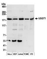 UGGT1 / UGGT Antibody - Detection of human and mouse UGGT1 by western blot. Samples: Whole cell lysate (50 µg) from HeLa, HEK293T, Jurkat, mouse TCMK-1, and mouse NIH 3T3 cells prepared using NETN lysis buffer. Antibody: Affinity purified rabbit anti-UGGT1 antibody used for WB at 0.1 µg/ml. Detection: Chemiluminescence with an exposure time of 30 seconds.