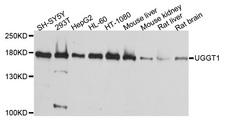 UGGT1 / UGGT Antibody - Western blot analysis of extracts of various cells.