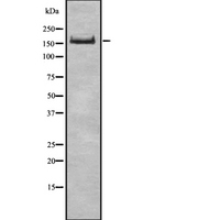 UGGT1 / UGGT Antibody - Western blot analysis UGGT1 using COLO205 whole cells lysates