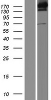 UGGT1 / UGGT Protein - Western validation with an anti-DDK antibody * L: Control HEK293 lysate R: Over-expression lysate