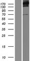 UGGT1 / UGGT Protein - Western validation with an anti-DDK antibody * L: Control HEK293 lysate R: Over-expression lysate