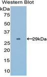 UGGT2 Antibody - Western blot of recombinant UGGT2.  This image was taken for the unconjugated form of this product. Other forms have not been tested.