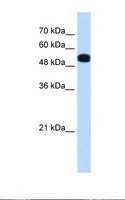 UGP2 Antibody - HepG2 cell lysate. Antibody concentration: 0.25 ug/ml. Gel concentration: 12%.  This image was taken for the unconjugated form of this product. Other forms have not been tested.