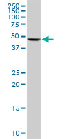 UGP2 Antibody - UGP2 monoclonal antibody (M01), clone 3H3. Western Blot analysis of UGP2 expression in Raw 264.7.
