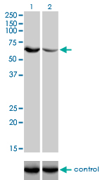 UGP2 Antibody - Western blot analysis of UGP2 over-expressed 293 cell line, cotransfected with UGP2 Validated Chimera RNAi (Lane 2) or non-transfected control (Lane 1). Blot probed with UGP2 monoclonal antibody (M01), clone 3H3 . GAPDH ( 36.1 kDa ) used as specificity and loading control.